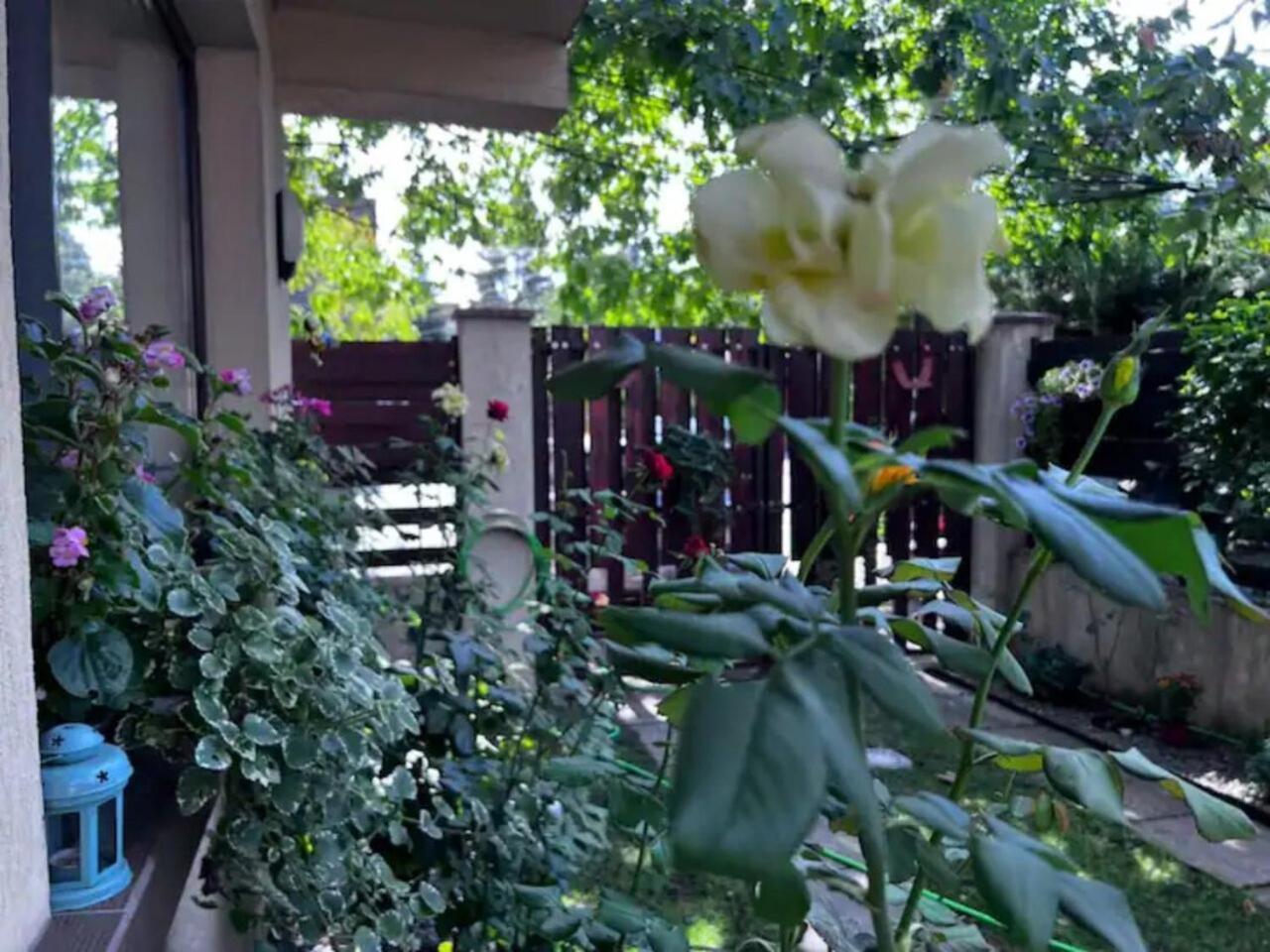 Vila Luminoasa Cu Curte Privata Bucarest Exterior foto